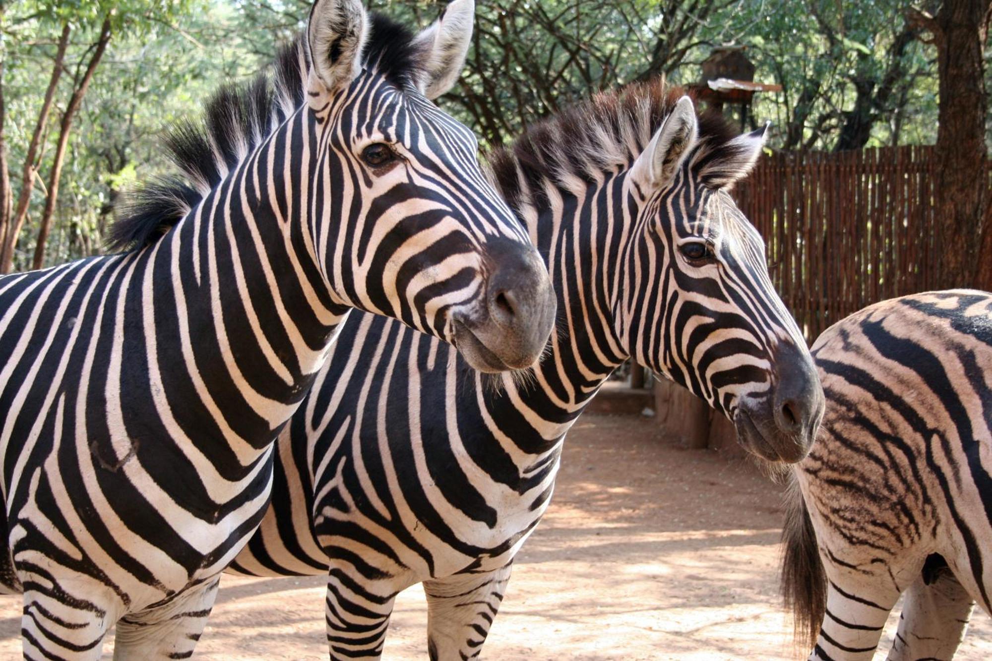 Kiburi Cottage @ Kruger Marloth Park Exterior foto